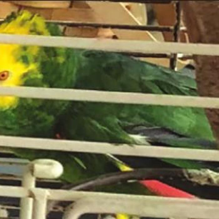 Tookie is a Yellow-Headed Amazon parrot with an extensive vocabulary.