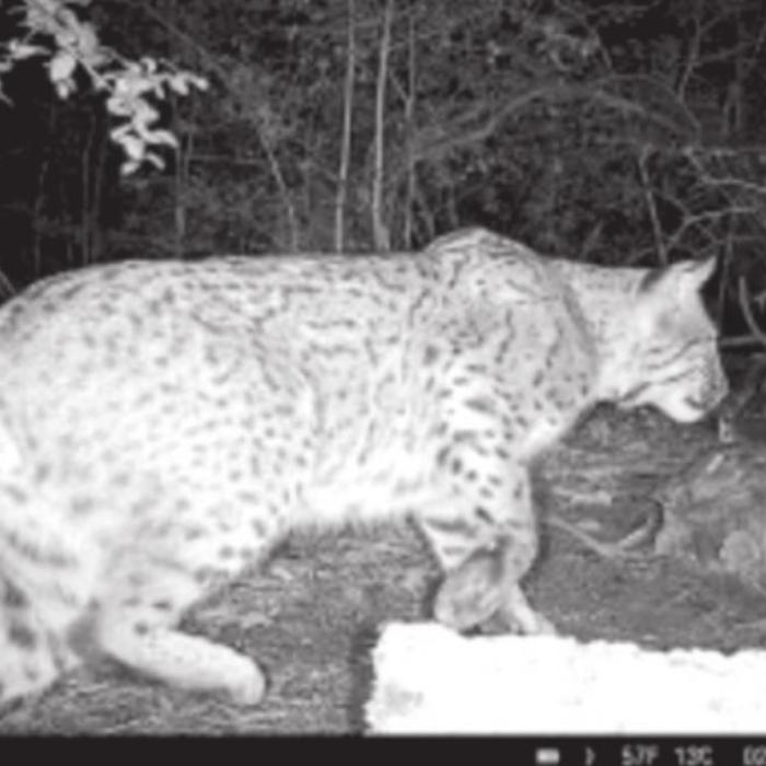 One of the many pictures of bobcats captured on game cameras in the area.