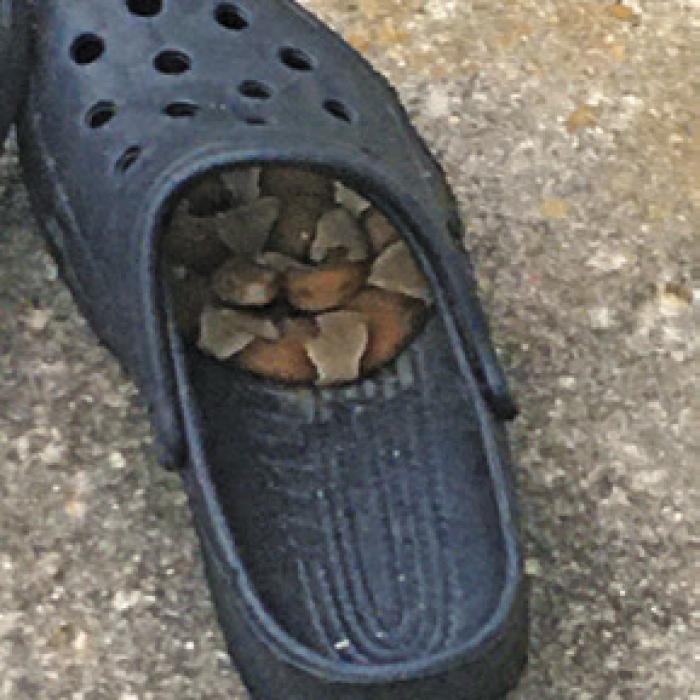 Watch Out for Snakes!