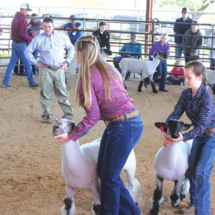 Fayette County Junior Livestock Show Champions Crowned