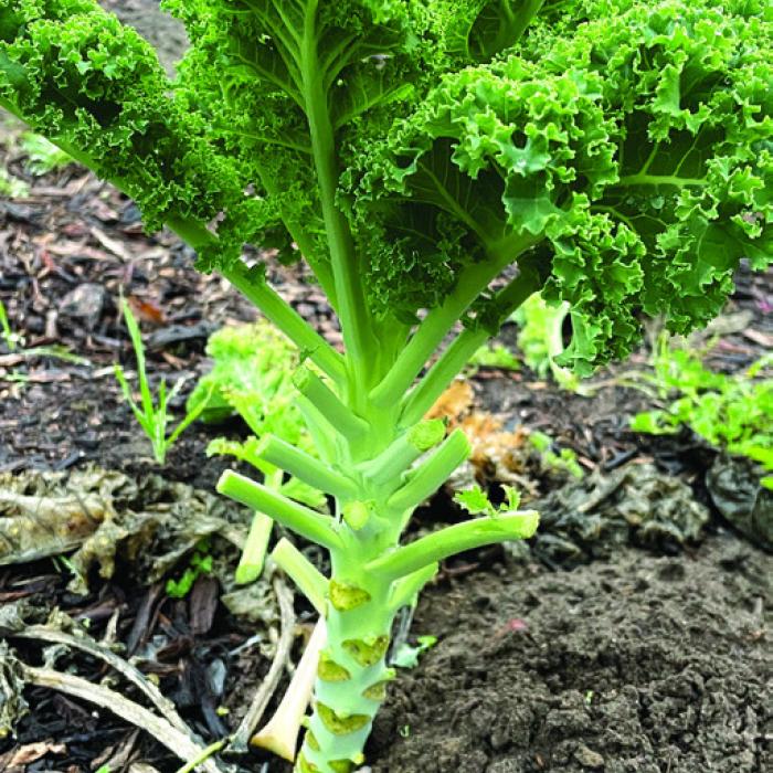 Winter Garden Still Yielding Tasty Fare