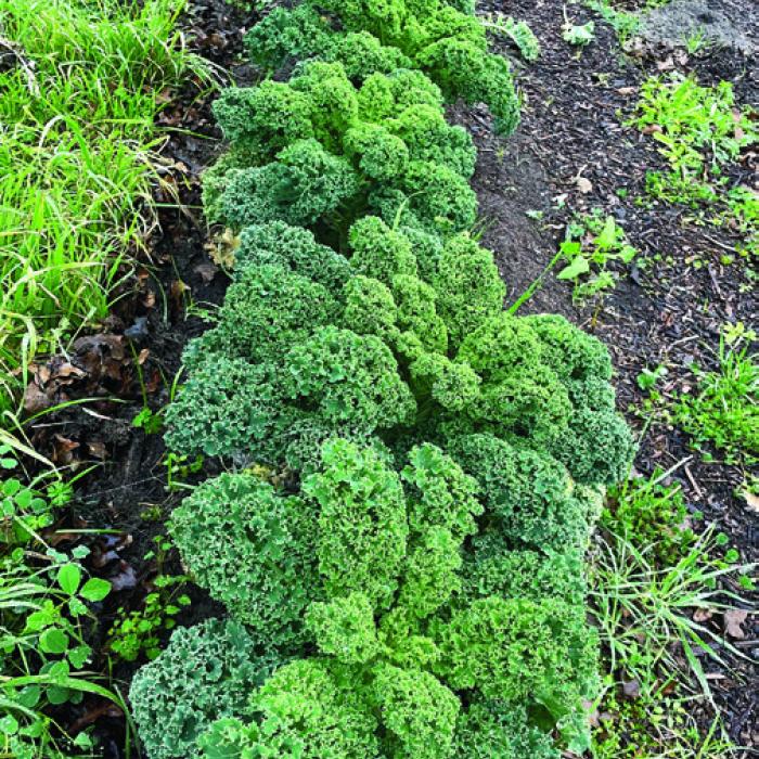 Winter Garden Still Yielding Tasty Fare