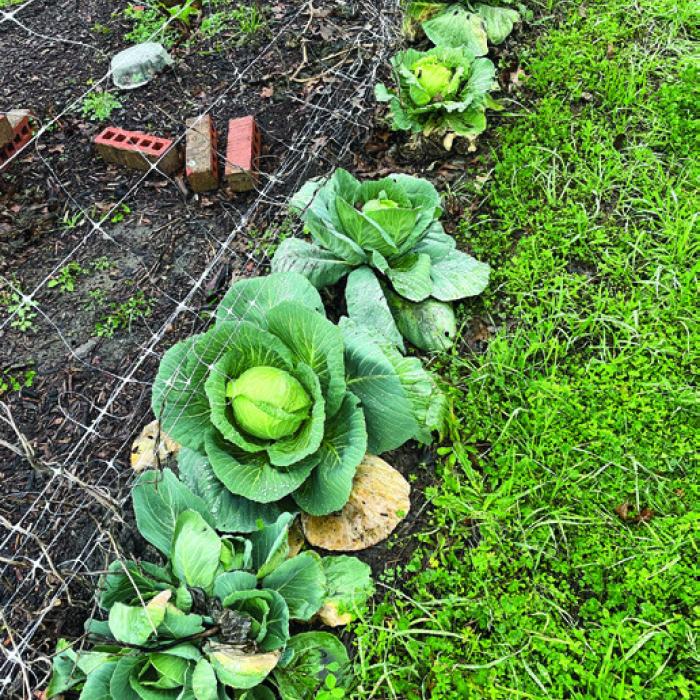 Winter Garden Still Yielding Tasty Fare