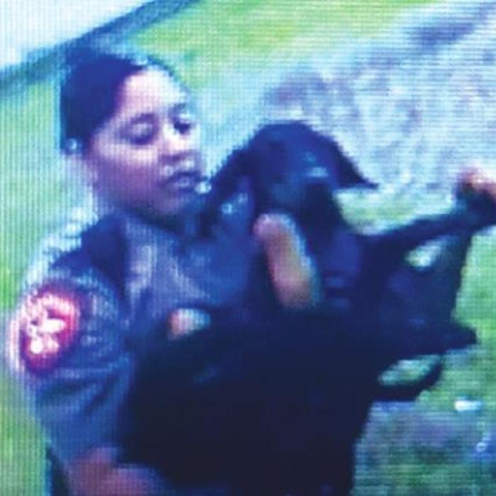 Dog Found After Fleeing From I-10 Collision