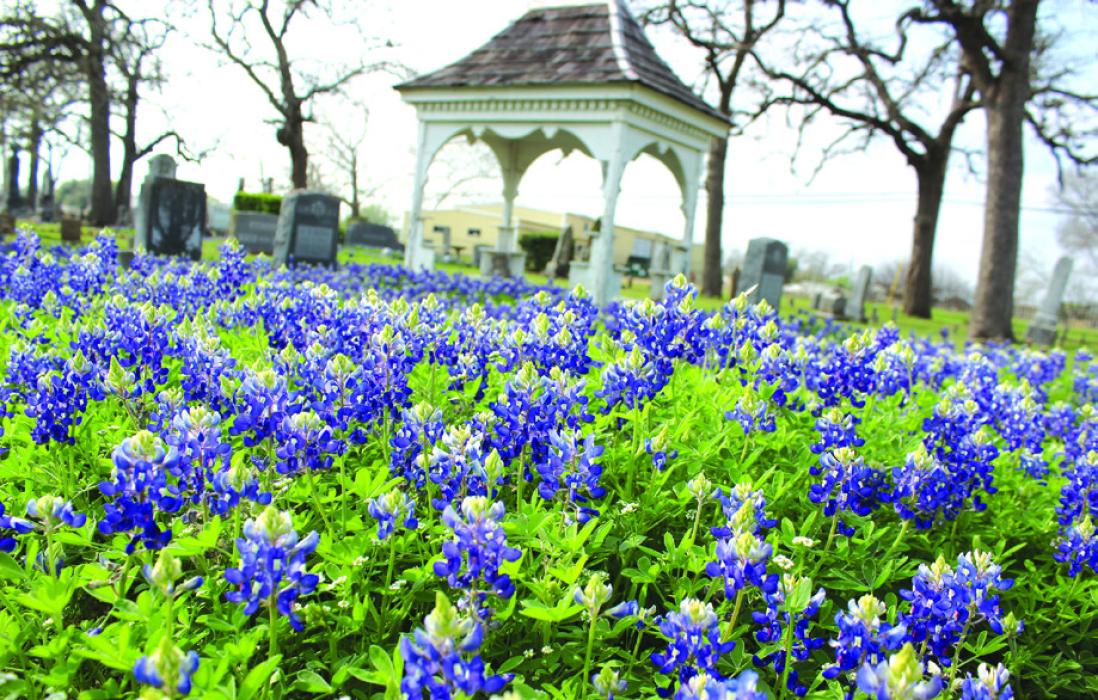 The extensive rains we received in January seem to have made for a stunning crop of wildflowers locally. One of the best places to view bluebonnets is the old city cemetery in La Grange where mounds of blue adorn the historic graves there – and city crews do an excellent job of mowing around the wildflowers. Here’s how some looked Monday. Photo by Jeff Wick