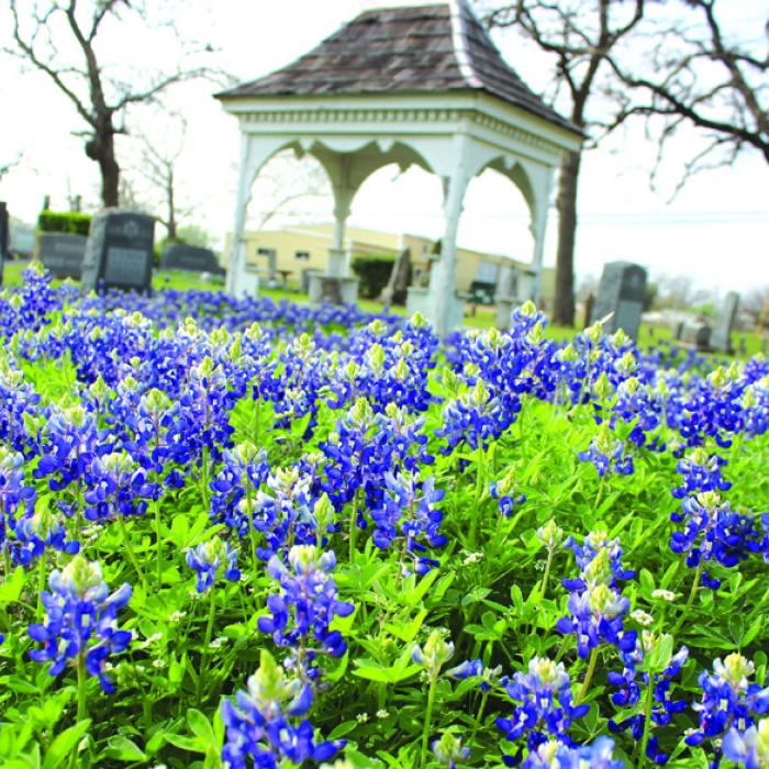 The extensive rains we received in January seem to have made for a stunning crop of wildflowers locally. One of the best places to view bluebonnets is the old city cemetery in La Grange where mounds of blue adorn the historic graves there – and city crews do an excellent job of mowing around the wildflowers. Here’s how some looked Monday. Photo by Jeff Wick