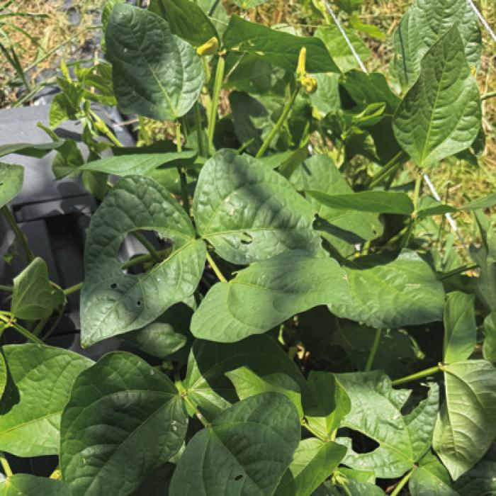 This is a single volunteer Texas cream pea plant that popped up at the edge of my garden. I planted two rows of a different variety a week ago, and I expect them to form a thick canopy of leaves to protect my soil from the blasting heat this summer. Photo by Andy Behlen