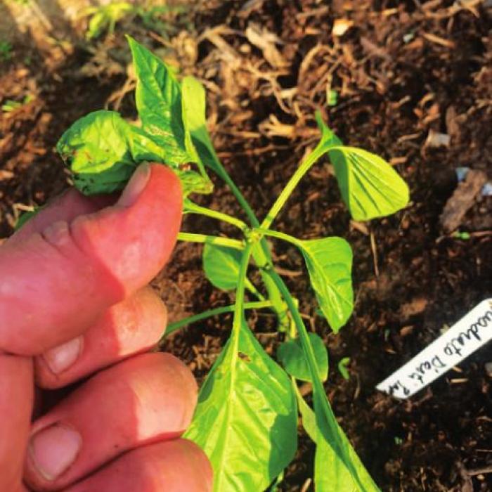 The photo above is from April 5, when I pruned the terminal growth from the top of my bell pepper plants. The picture below was taken Wednesday, April 14, showing new branching growth from the main stem. Photos by Andy Behlen
