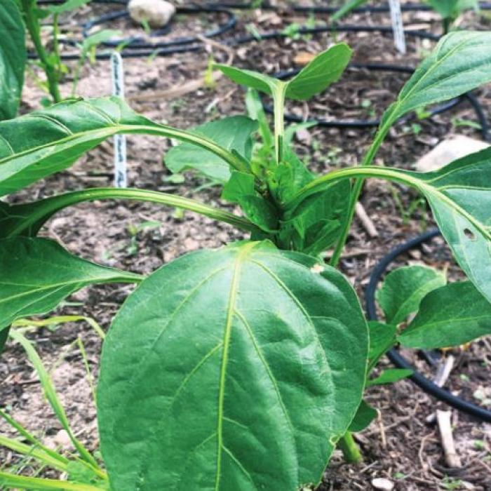 Gardening: On the Subject of Tomatoes & Peppers