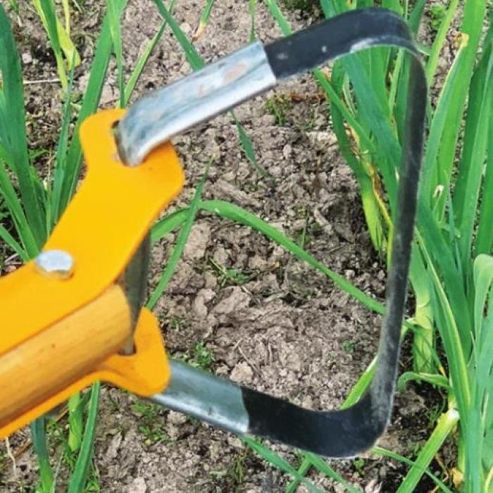 My new favorite garden tool – this push-pull hoe – makes it a breeze to cultivate my patch of leeks.