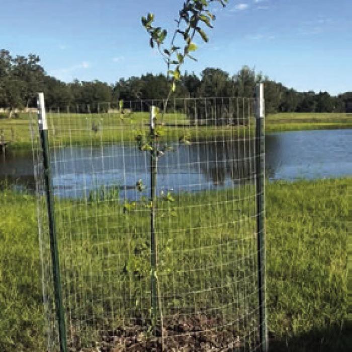 Audrey Sternadel planted a Monterry Oak near their tank in Waldeck, and appreciated the fencing to protect it from the deer.