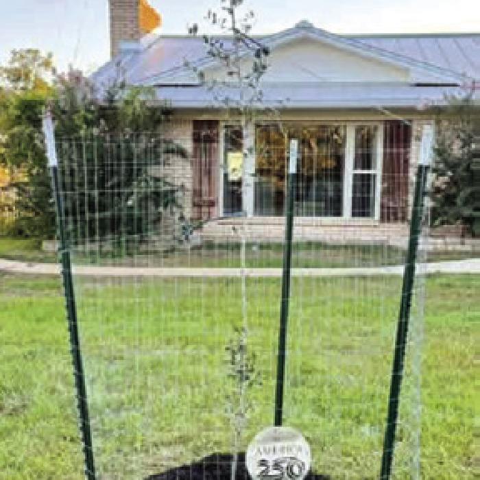 Becky Weise planted her Live Oak in her front yard.