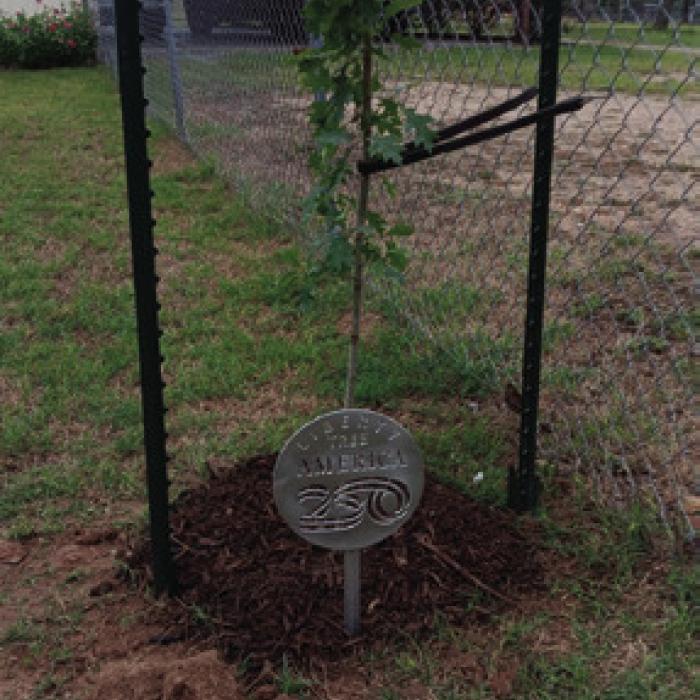 Peggy Pfeiffer planted her tree in her backyard in West Point.