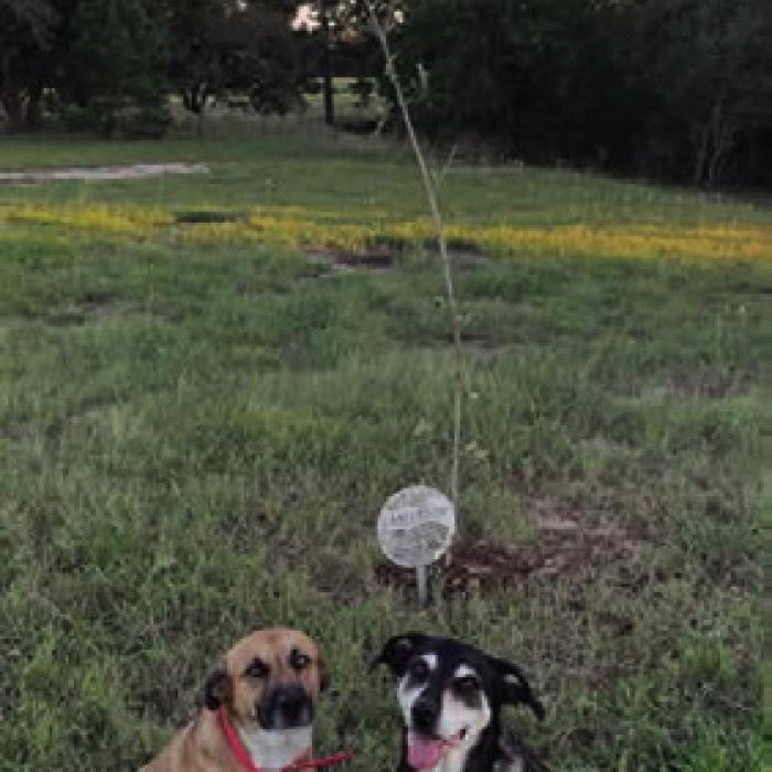 Amber Sternadel Roeber planted a Red Oak in Warda.