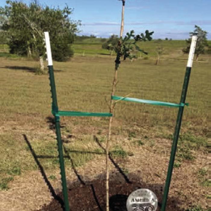 Sandy Courrier planted a Burr Oak.