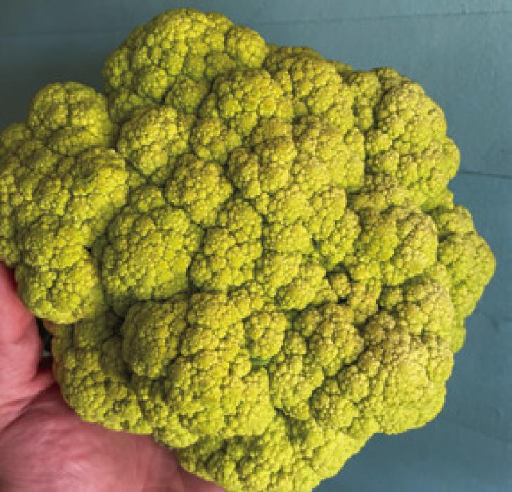 Home-Grown Cauliflower