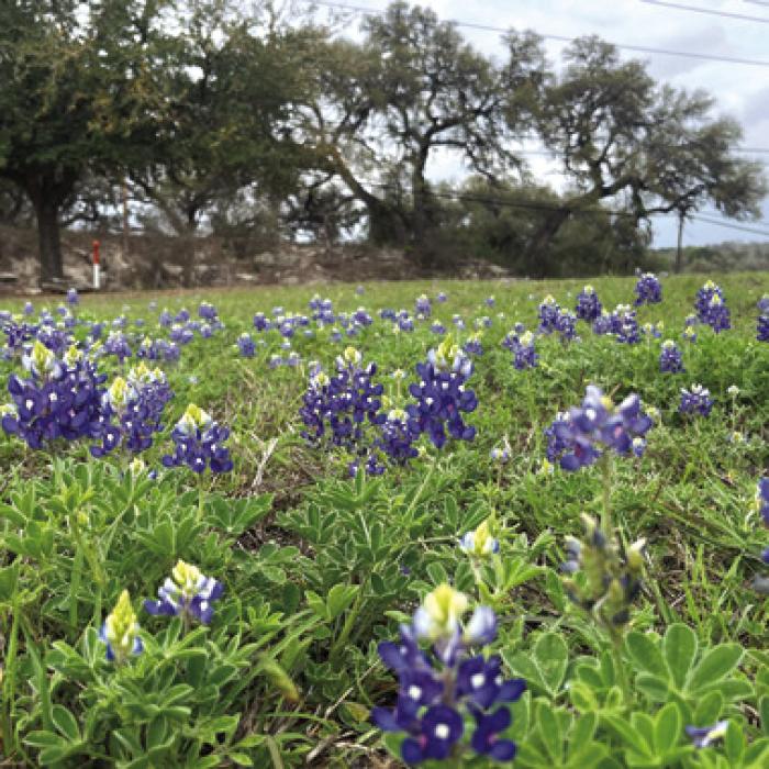 Though recent rains haven’t been enough to dent the drought conditions around the region, they have greened things up around Fayette County, and allowed some wildflowers to pop up, like these bluebonnets near the Dollar General parking lot in La Grange. Photo by Jeff Wick