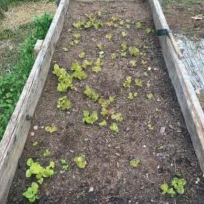 The first lettuce of the fall started sprouting in one of my raised beds this week. It’s mostly the variety “Marvel of Four Seasons.” Photo by Andy Behlen