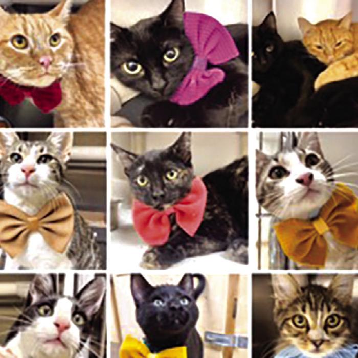 Gardenia E. Janssen Animal Shelter 2023 Recap