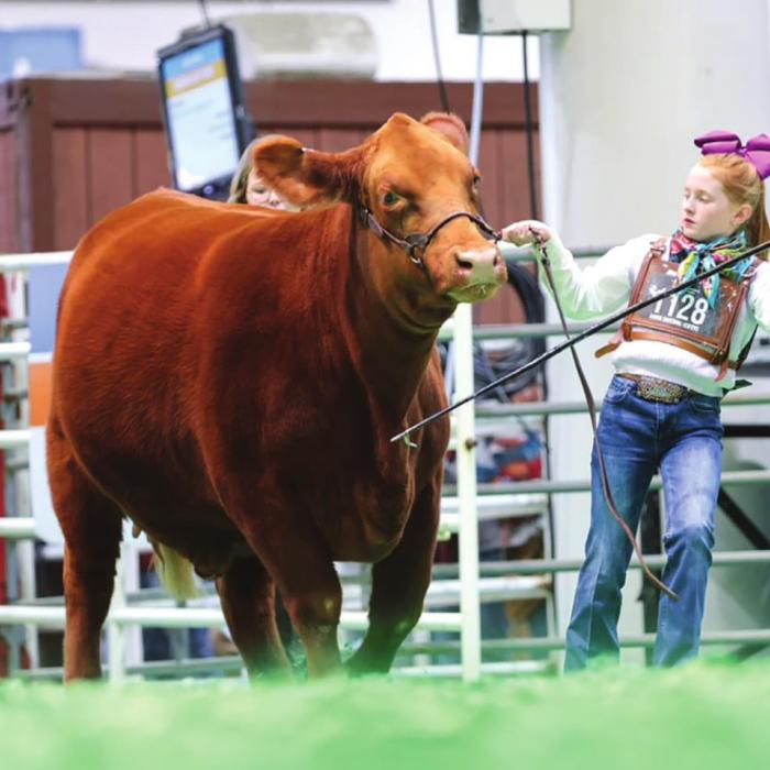 Girl With Local Connections Wins Livestock “Triple Crown”