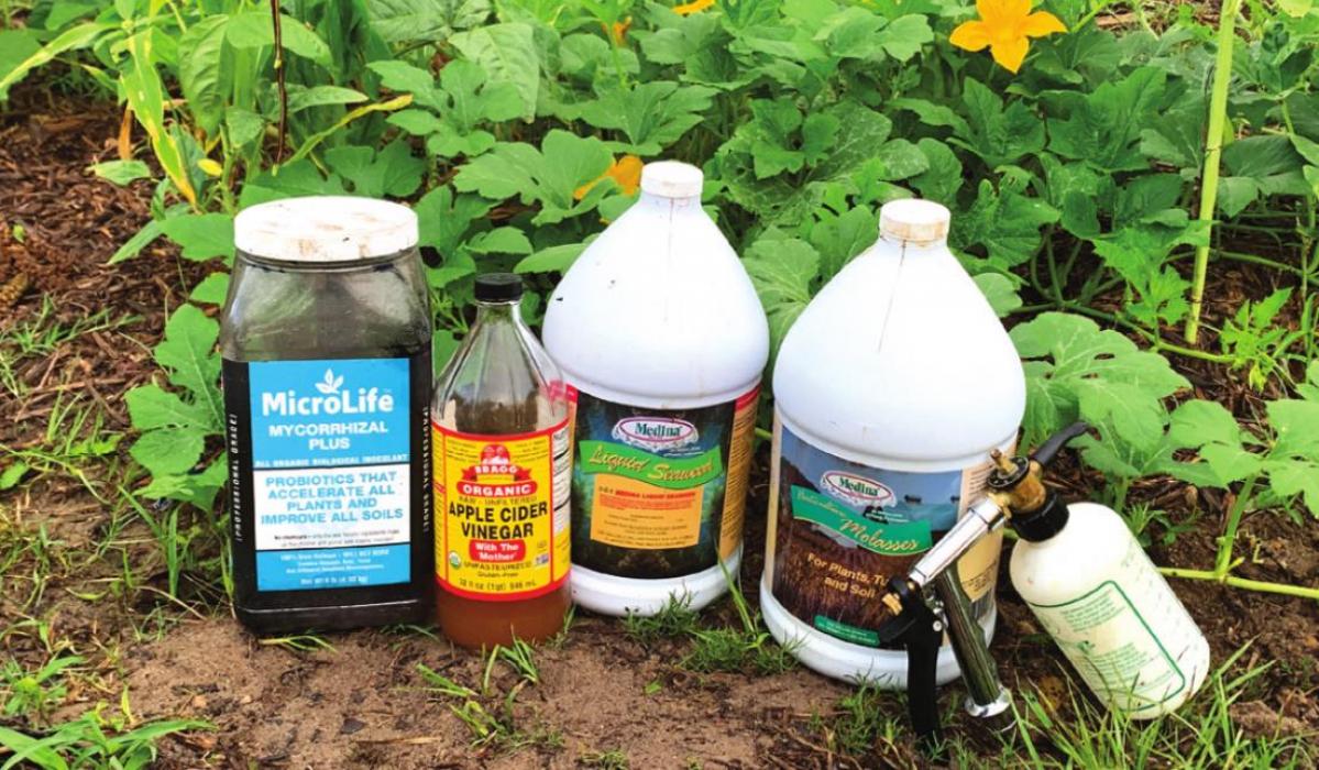 Essential organic gardening supplies: (from left) Mycorrhizal Plus by MicroLife, apple cider vinegar, liquid seaweed, liquid molasses and a hose-end sprayer to apply the vinegar, seaweed and molasses. In case you’re wondering, they’re hanging out next to my three sisters bed, which is growing Thai yard-long beans, a popcorn variety called “Strawberry,” and “Tatume” squash. Photo by Andy Behlen