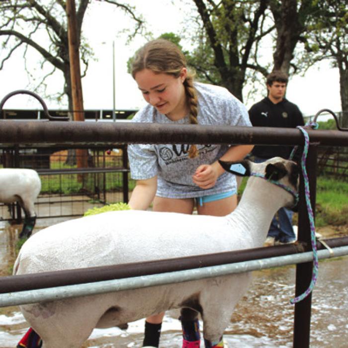 Lylah Robertson of Round Top washes her lamb before Friday’s show.