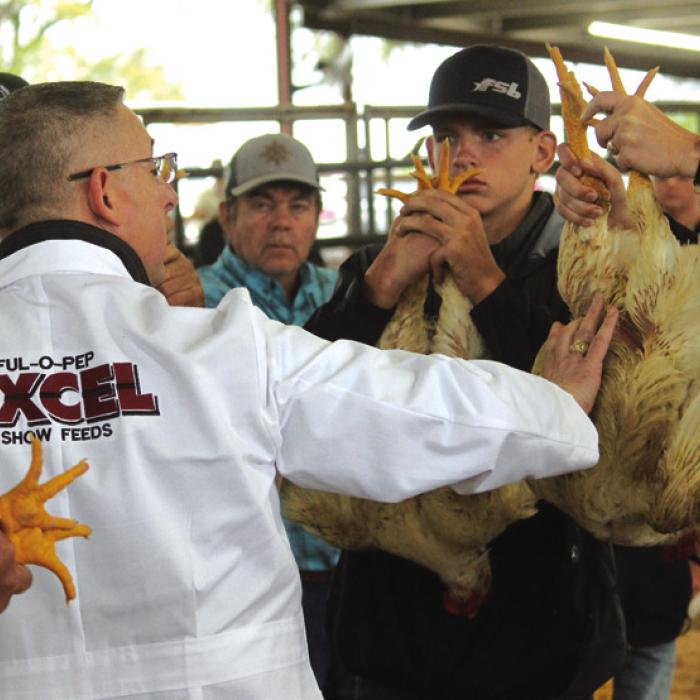 Quade Brothers of West Point, center, looks intently as the judge checks out his broilers Friday. He ended up winning Grand Champion.