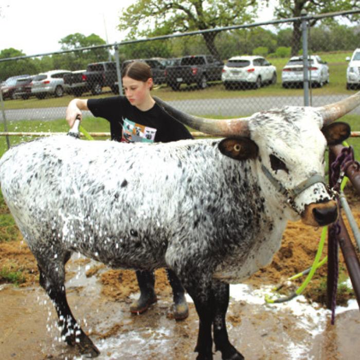 Josie Melton of La Grange washes her longhorn before the show Friday.