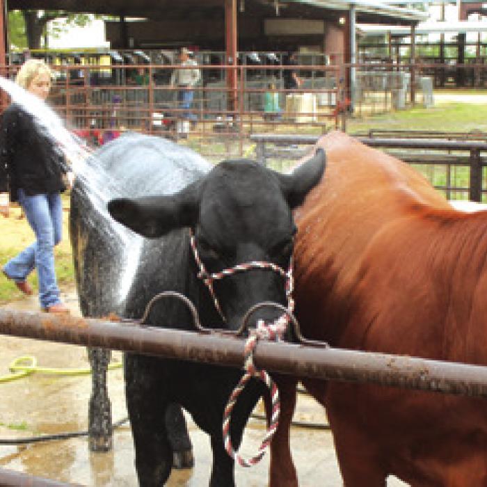 Rheagan Karisch of La Grange cleans her cattle before the show Friday.