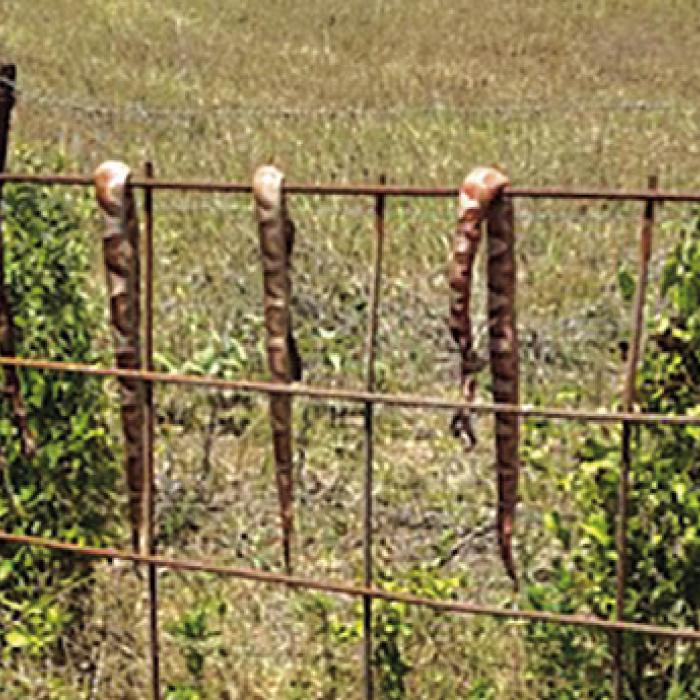 Copperhead Invasion in Warda