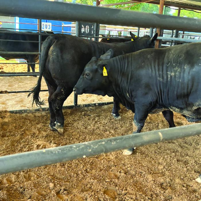 As part of the Fayette County Fair’s just completed kick-off weekend, the Junior Commercial Heifer Show and Sale was held Friday and Saturday in La Grange. Organizer Lee Fritsch said the total sales were $783,800 with an average per heifer price of about $6,000. Photo by Jeff Wick