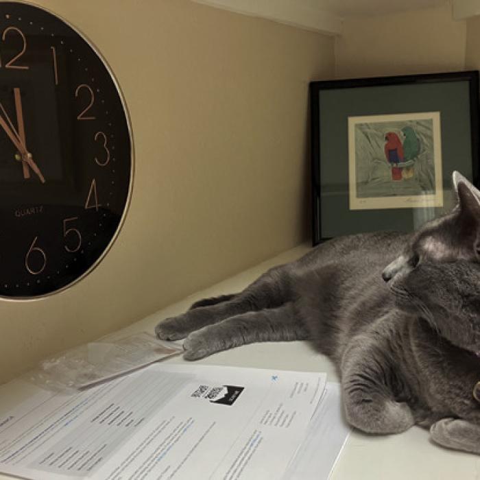 The cat eyes the clock fearing high noon and the impending AI attack.