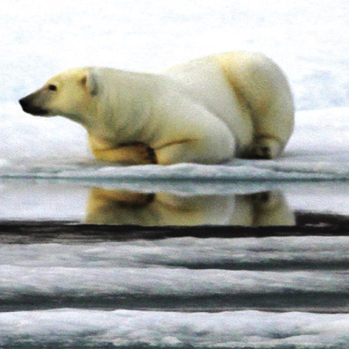 A polar bear in Maxwell Bay in Canada’s Northwest Passage.