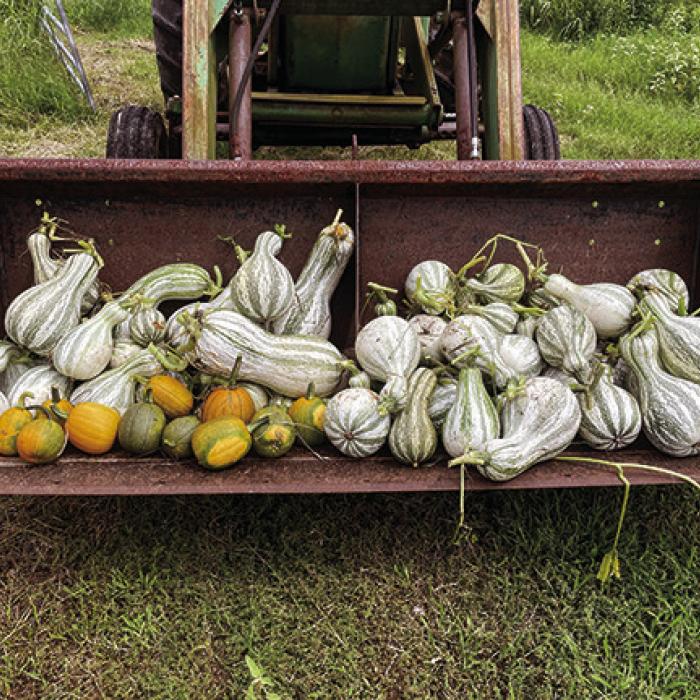 I harvested the green-striped cushaw squash from my big garden this week. The orange ones are over-ripe tatume squash that I’m saving for seed and shooting targets.