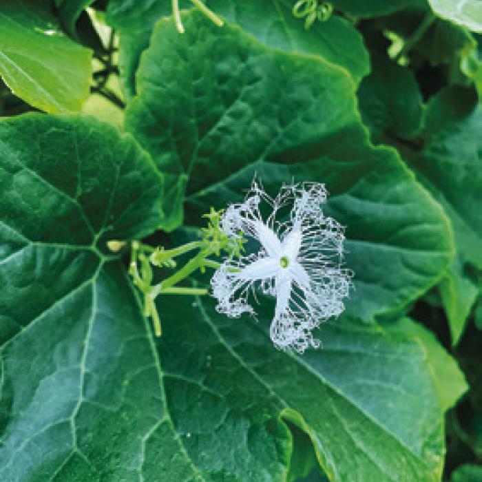 The flowers of the snake bean gourd are so interesting and aromatic. They’re especially fragrant at night.