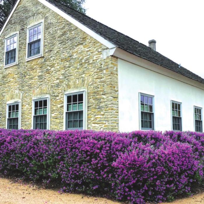 Purple Sage Blooms In Round Top