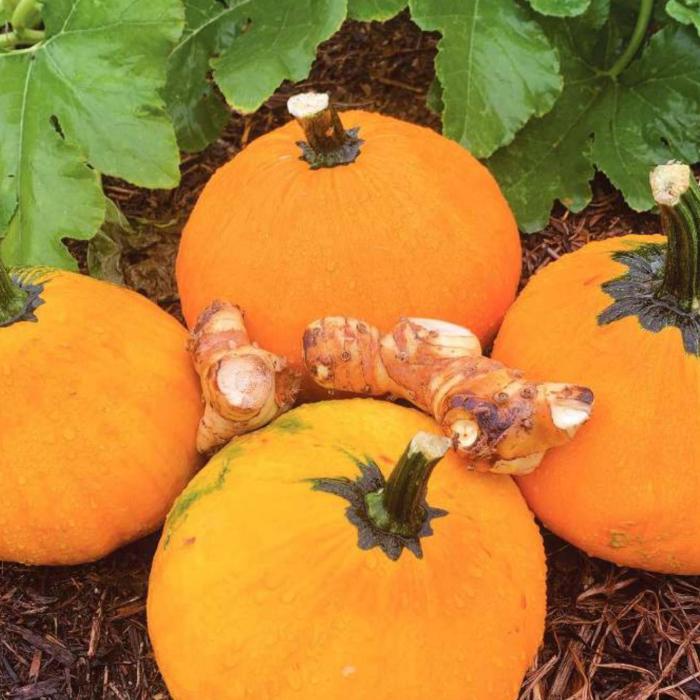 Pieces of galangal root with pumpkins from my garden that went into a Thai curry I cooked Tuesday night. Photo by Andy Behlen