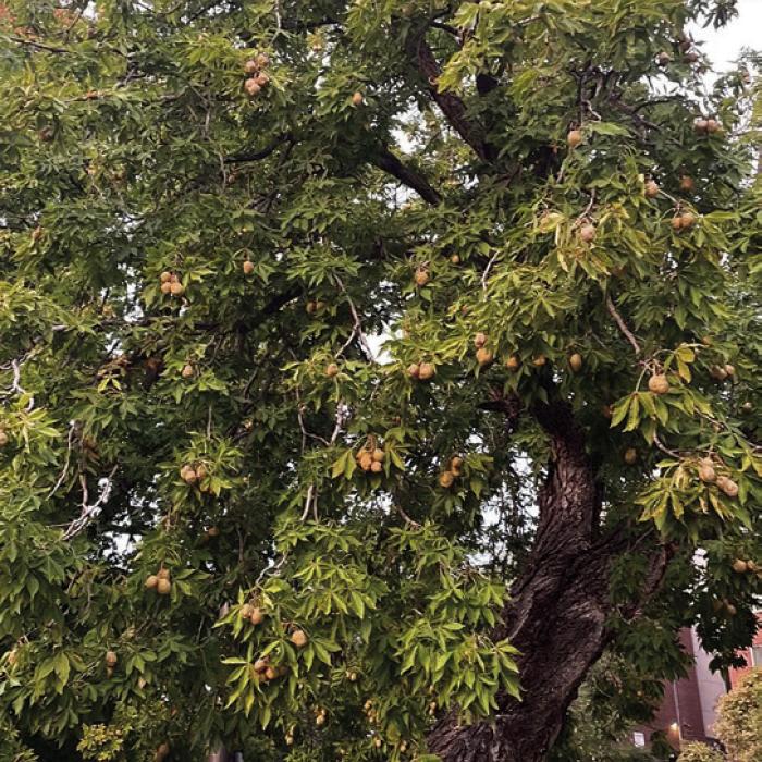A mature Ohio buckeye tree in Ft. Collins, Colorado. It was one of many growing along this street. Photos by Andy Behlen