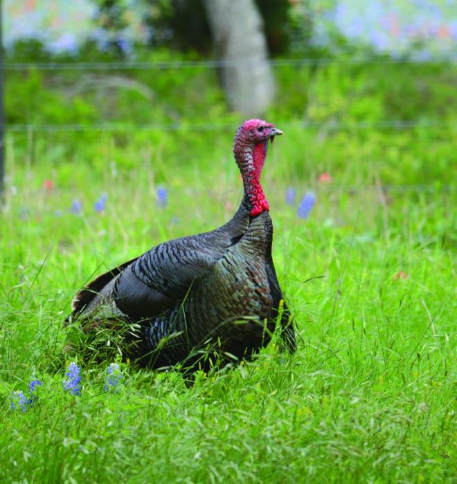 Scott Rodibaugh captured this photograph of a beautiful wild turkey at his place near Praha last month. Rodibaugh said the gobbler was doing a pretty good job of eating caterpillars, “just not fast enough,” he said.