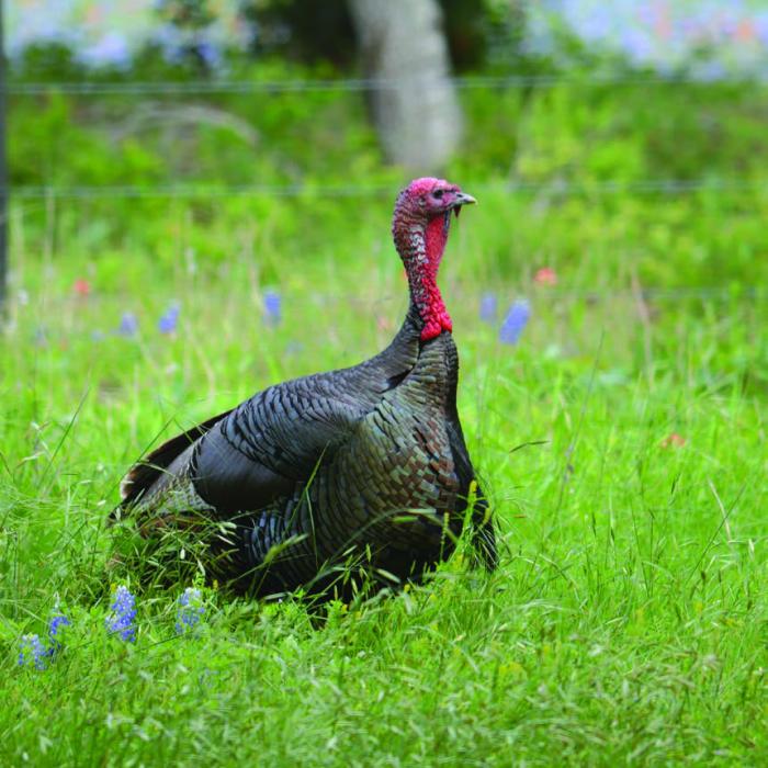 Scott Rodibaugh captured this photograph of a beautiful wild turkey at his place near Praha last month. Rodibaugh said the gobbler was doing a pretty good job of eating caterpillars, “just not fast enough,” he said.
