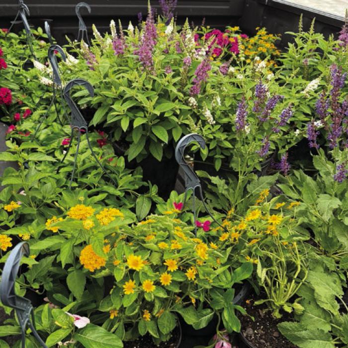 Plant & Seed Sale to Benefit Animal Shelter