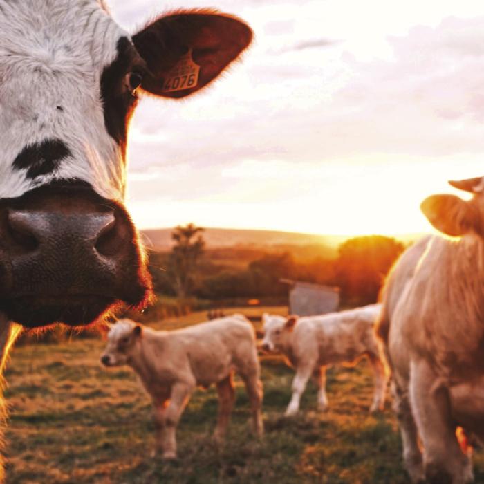 Trailer Loaded With Cattle Avoids Impact in Crash Near Schulenburg