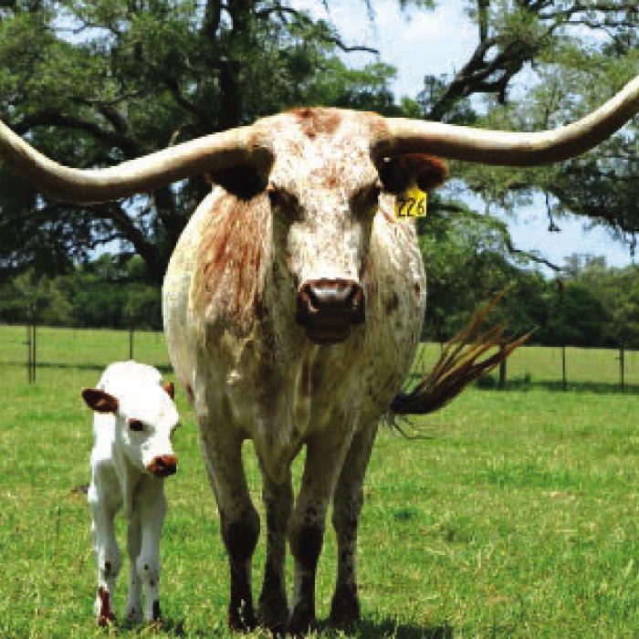 A longhorn mother and baby, taken outside Fayetteville.