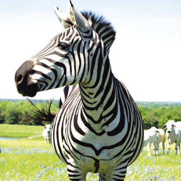 A zebra in a field of bluebonnets and brahman cows outside Fayetteville on Highway 159. Photos by Nick Adamo
