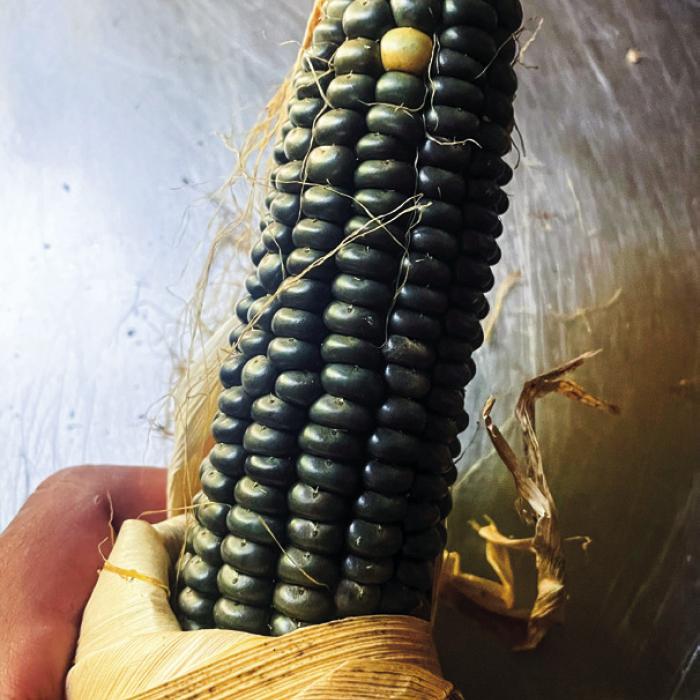 Garden Blues of the Good Kind: Colorful Corn