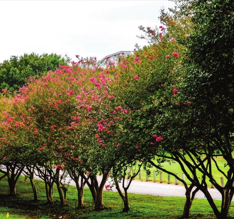 Crepe Myrtles to be Removed for New Bridge