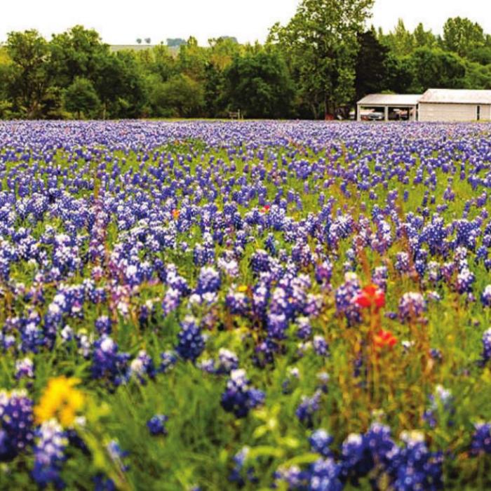 Great Year for Bluebonnets