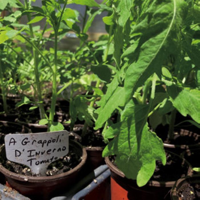 A Deep Dive Into Tomatoes