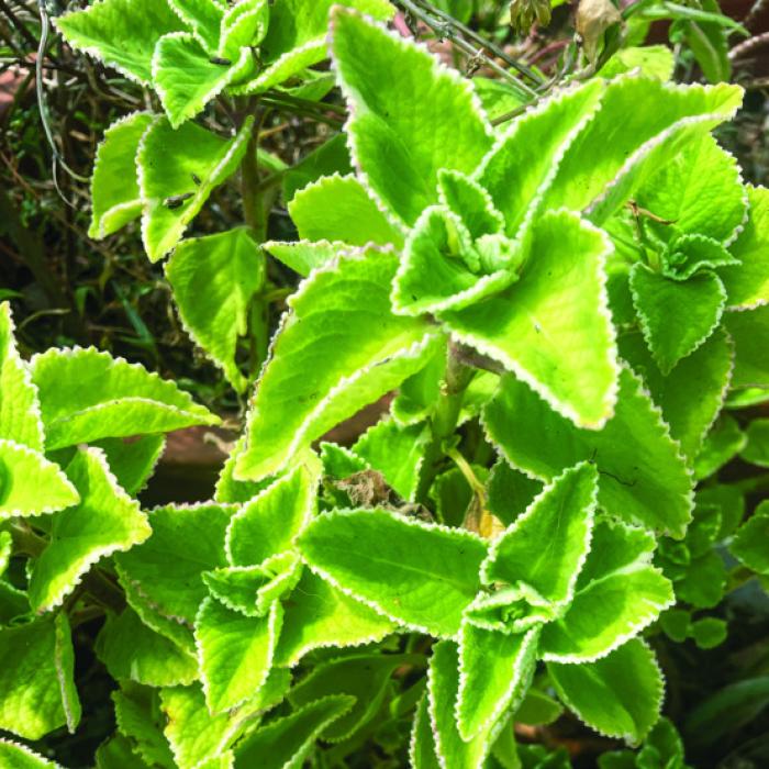 Cuban oregano has been the most resilient plant we’re growing. Heat, drought, and the brutal Texas sun doesn’t seem to phase it. It’s a quite tasty herb, but it can’t stand cold weather.