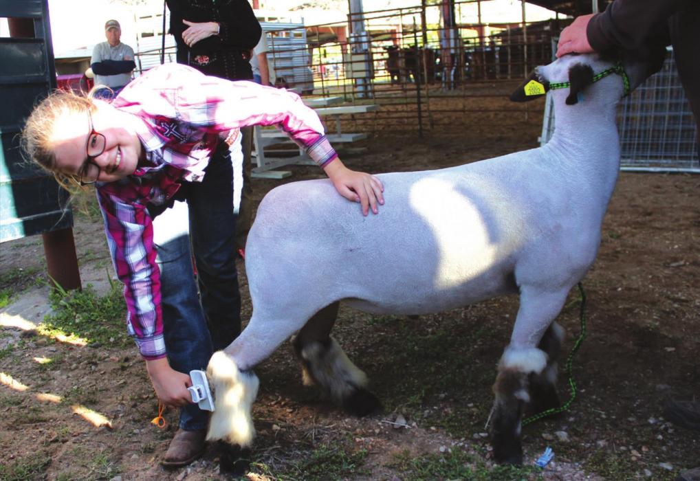 Mattie Muzny gets her lamb perfect before the show Friday morning. Photos by Jeff Wick